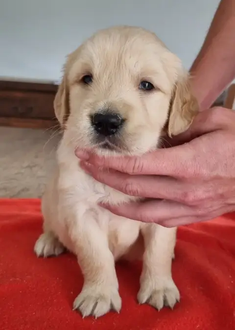 Golden Retriever  Chiot N°6 Des Hirondelles Du Voyage 8a0d4 photo 3