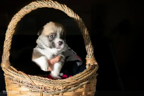 Welsh Corgi Pembroke  Chiot N°5 Du Mas De Canteperdri 5065e