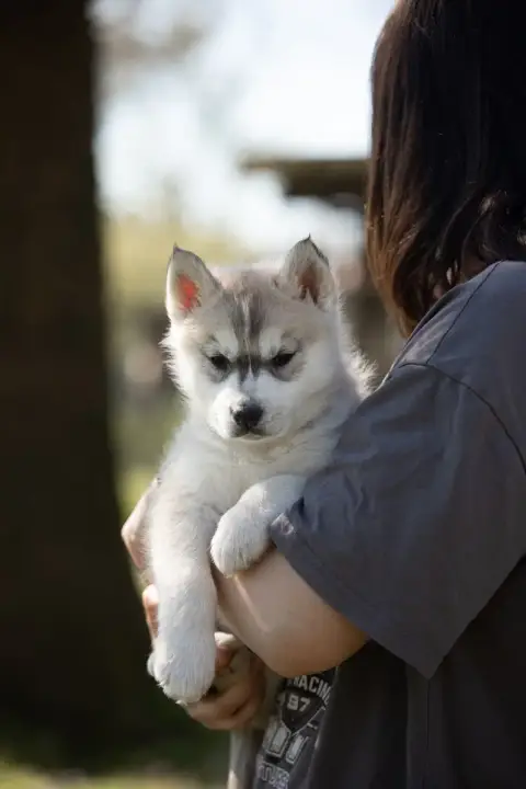 Siberian Husky  Betty Of Umok'S Dreams