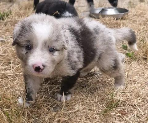 Border Collie