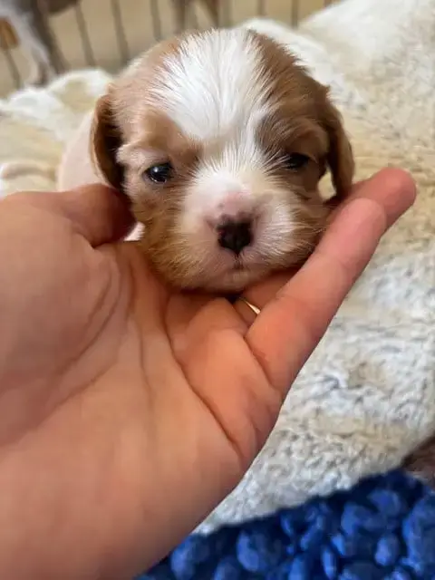 Cavalier King Charles Spaniel  B... Du Vallon De Zalt be421