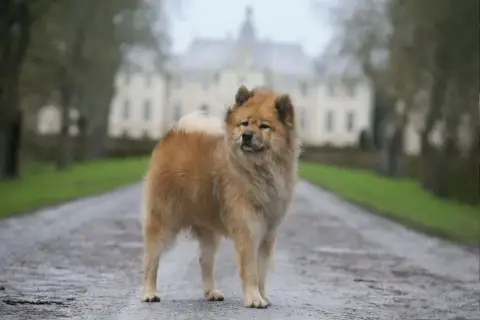 Eurasier  Mini Inaé Du Royaume D'Ebène photo 3