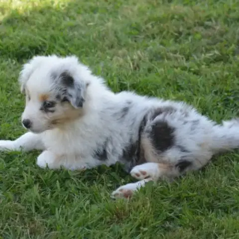 Chiots Berger Australien