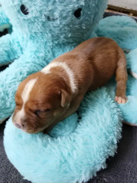 Staffordshire Bull Terrier  Chiot N°3 The World Of An 78c5c