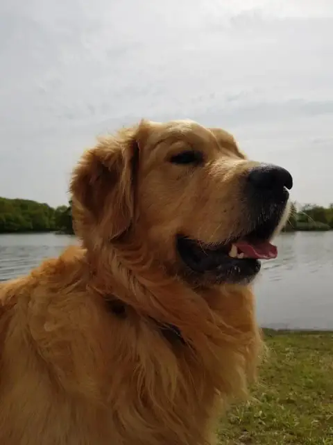 Golden Retriever  Basile L'Orée De Lexenna photo 3