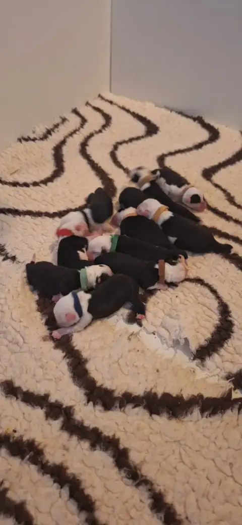 Bobtail  Chiot 1 Lords Of Cuzay