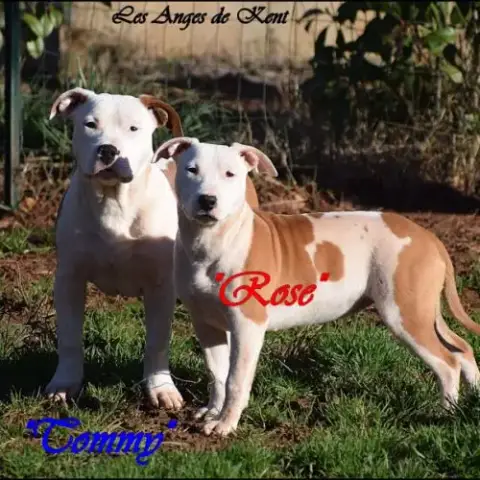 Chiots American Staffordshire Terrier Lof
