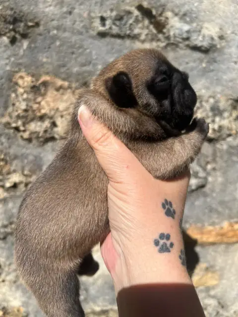 Bouledogue Français  Branson The Kingdom Of The Littl ab86d