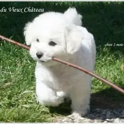 Chiot Bichon Frisé