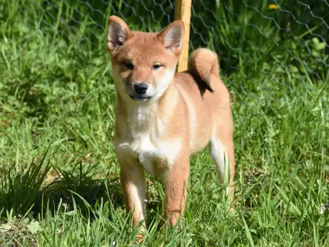 Shiba photo 2