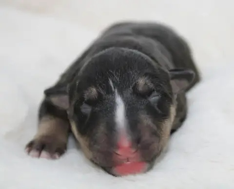 Bull Terrier Miniature  Chiot N°7 De L'Eternel De Gay 1368c