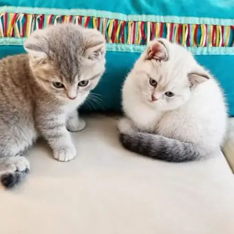 British Shorthair