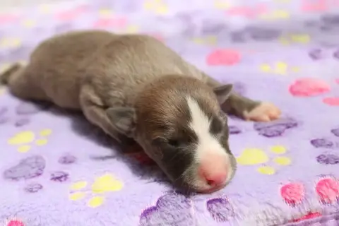 Whippet  Bonheur Enchanté Des Filles D'Eole