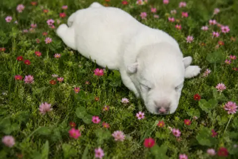 West Highland White Terrier  Balto