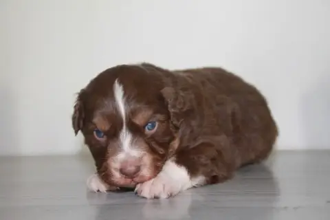 Berger Australien  Chiot N°5 Du Rêve Des Joyaux photo 2