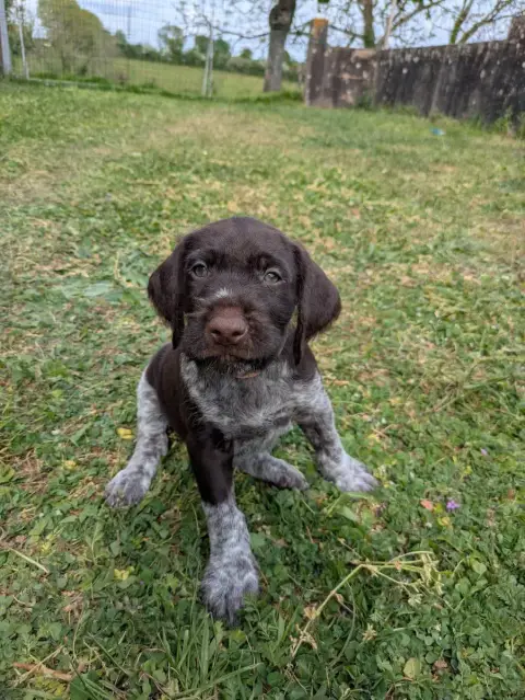 Chien D'Arrêt Allemand À Poil Dur  Chiot N°2 De La Gr f9ef4 photo 2