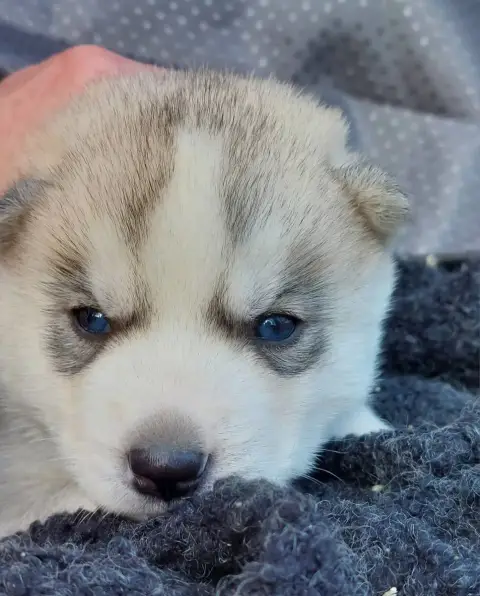 Siberian Husky photo 3