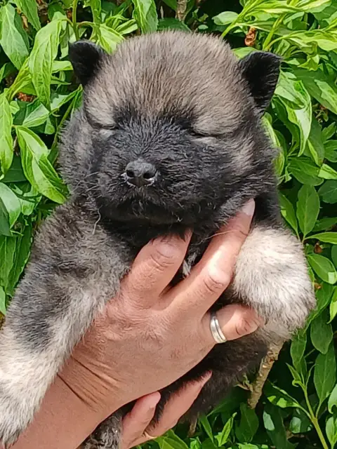Eurasier  Chiot 7 L'Elevage Du Prince photo 2