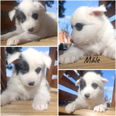 Laika De Iakoutie 
                        Chiot N°3 dfbbf