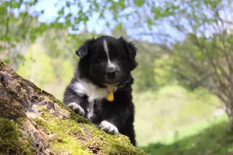 Border Collie  Collier Jaune Des Gardiens De La Milan a988d photo 3