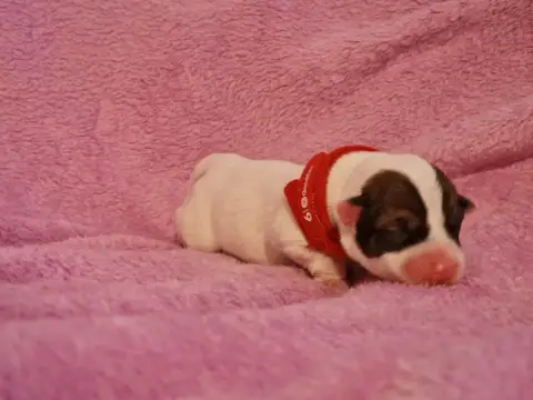 Jack Russell Terrier