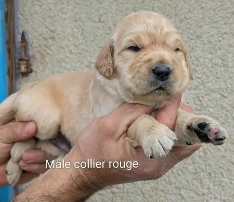Golden Retriever photo 2