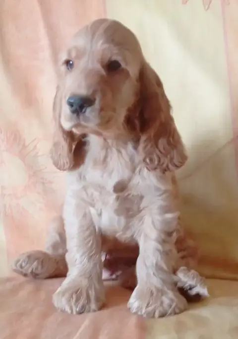 Cocker Spaniel Anglais  Chiotboleron°1 Du Talai