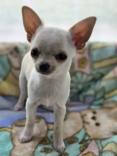 Chihuahua  Baby Boo Du Domaine Des Grands Causses photo 2