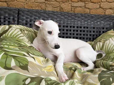 Adopter Whippet 
                        Blanche Du Frison Im 6a94f