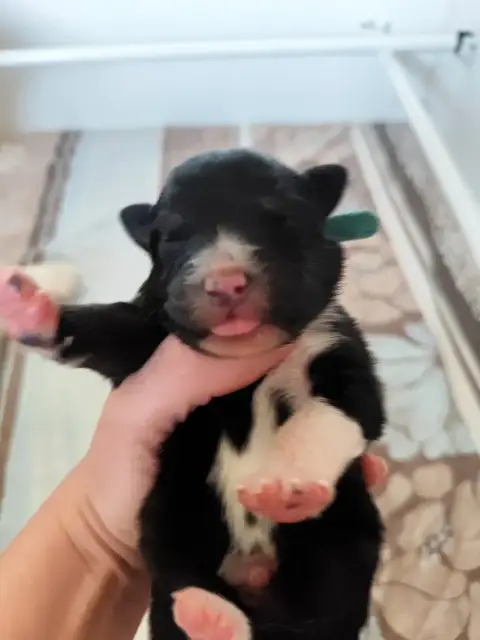 Berger Australien  Mâle Noir Tri De La Terre Des Menh 6401a
