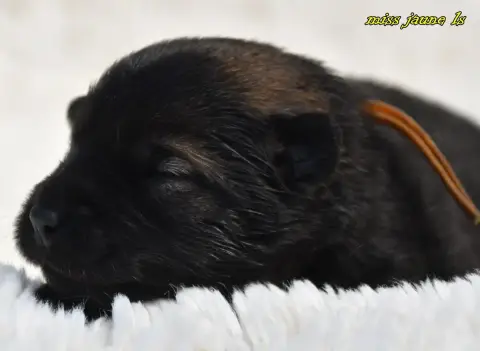 Eurasier  Chiot 2 Des Legendes De Retz photo 2