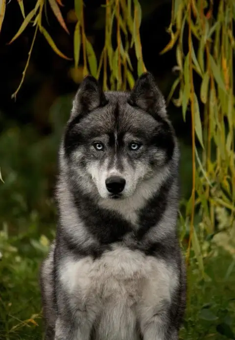 Siberian Husky  Beyka Of Masadora photo 3