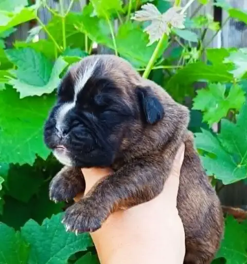 Boxer  Chiot 1 Des Gardiens De Chami photo 2