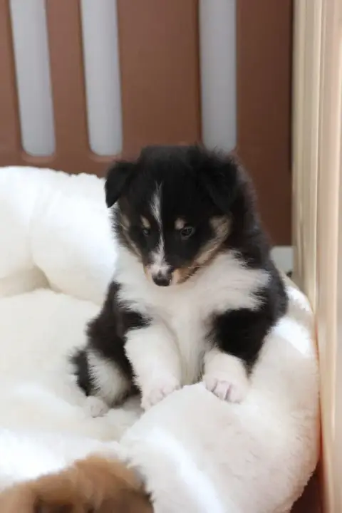 Shetland Sheepdog 
                        Chiot N°1  10ee6