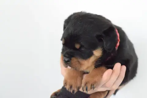 Rottweiler  Fmelle Rouge Of Passion Amstaff photo 3