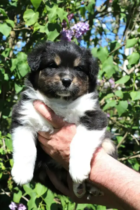 Berger Australien  Chiot N°4 De Windy'Stia photo 2