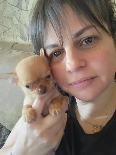Chihuahua  Chiot N°1 Du Chêne Brisé photo 3