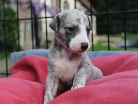 Whippet  Chiot N°1 Du Clos D'Arlequin