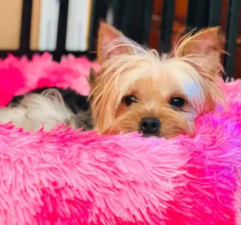 Yorkshire Terrier  Chiot N°3 photo 3