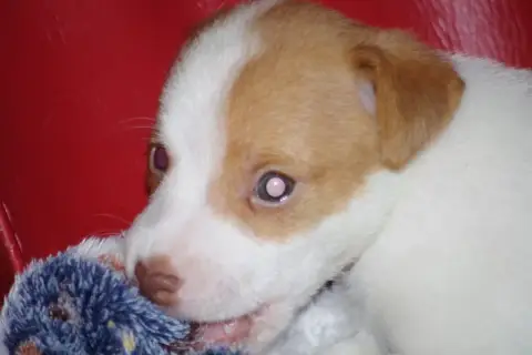 Jack Russell Terrier  Bro A L'Ouest Des Prés De L'Abb 2cb1c photo 3