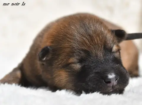 Eurasier  Chiot 7 Des Legendes De Retz photo 2