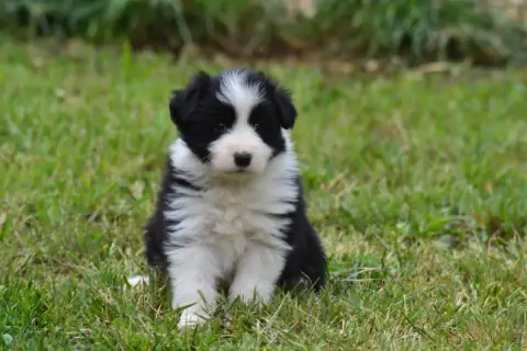Border Collie  B..... De La Colline D Ans De La Colli be4a8 photo 3