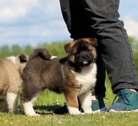 Akita Americain  Be My Lady Des Gardiens De La Cigogn e9511