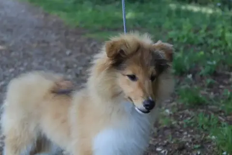 Shetland Sheepdog  Beauté Du Royaume D'Angélique