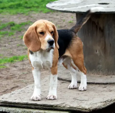 Beagle photo 2
