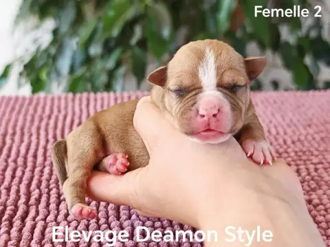 American Staffordshire Terrier photo 3