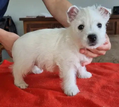 West Highland White Terrier  Chiot N°2 004 Des Hirond 7e254