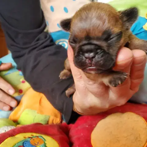 Bouledogue Français  Bebe Cerise Des Chemins Du Bout  2545d photo 2