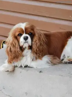 Cavalier King Charles Spaniel  Ballerina Di Casa Borg cfefc photo 2