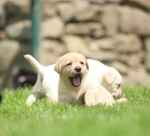 Labrador Retriever  Sans Collier photo 2